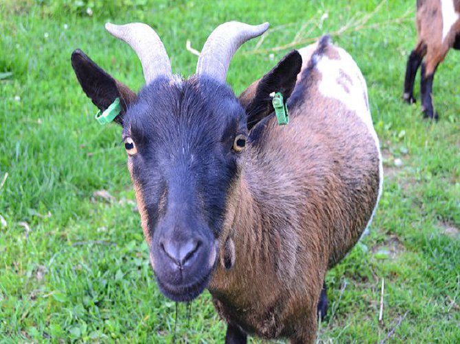 Le paradis des animaux chambre gite coublevie