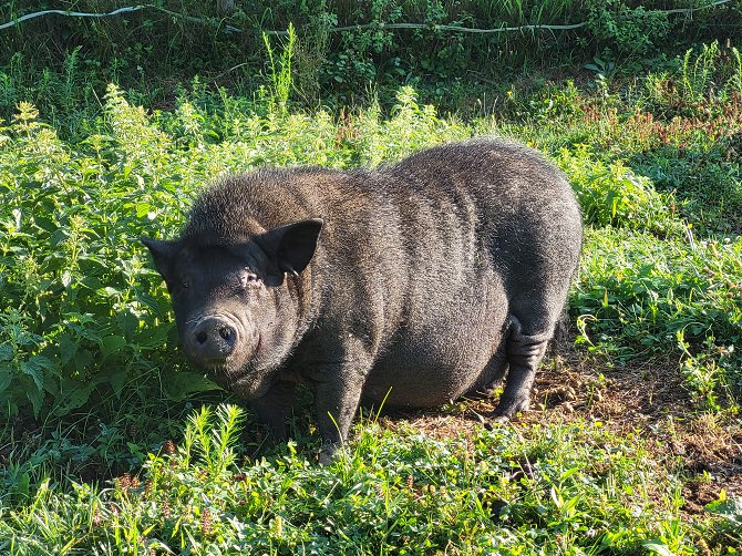 Le paradis des animaux chambre gite coublevie