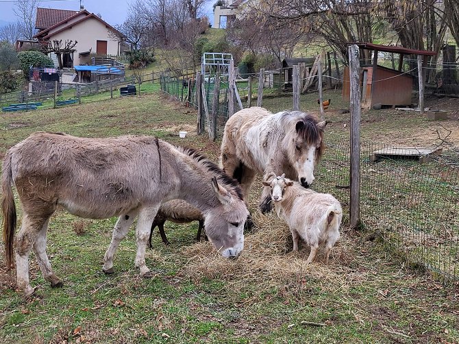 Le paradis des animaux chambre gite coublevie