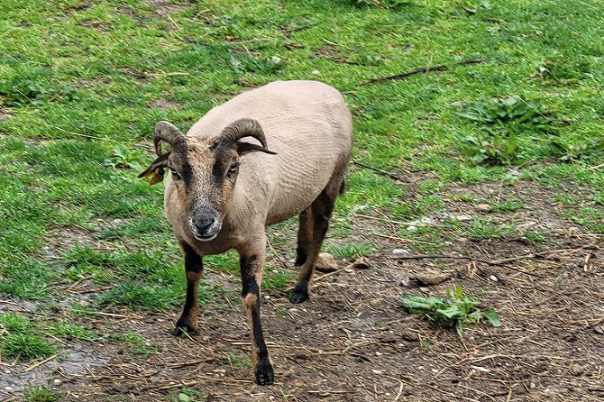 Le paradis des animaux chambre roulotte coublevie