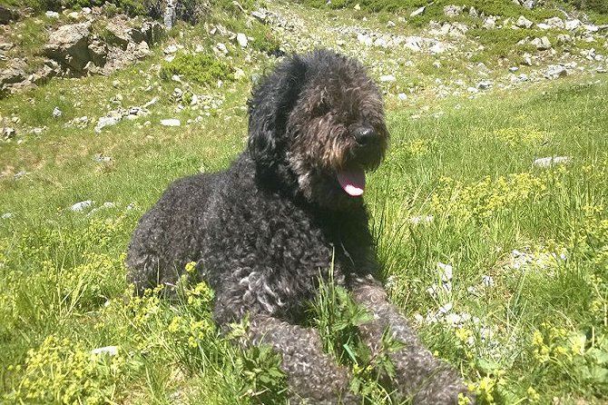 Le paradis des animaux chambre roulotte coublevie