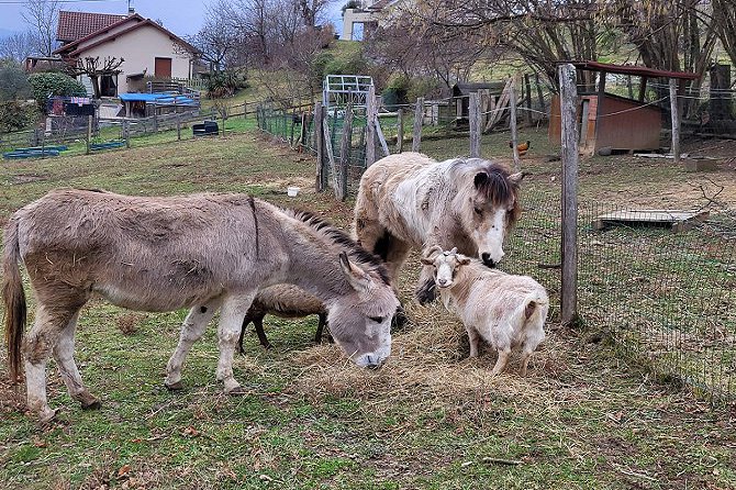 Le paradis des animaux chambre roulotte coublevie